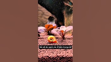 Ốc táo con sen chăm chỉ dọn dẹp cực hữu dụng cho bể cá #aquarium #youtubeshorts