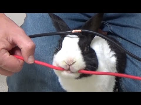 RABBITS ARE COLOR BLIND