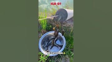 Unexpectedly there are so many fish in the pipe🫣🫣 #shorts #fyp #fish #snakehead #video