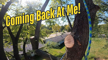 Out of one tree on to the next.