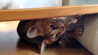 Your Daily Dose of Cats 🤗 8 December by Paws Indoors 124 views 4 months ago 55 seconds