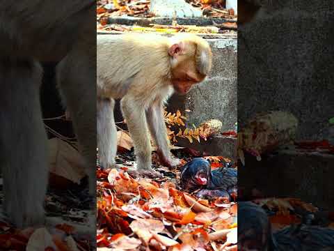 Update New Video Of Action Of A Newborn Baby Monkey Shortvideo Newbaby Babymonkey