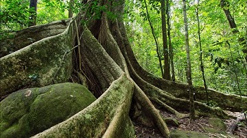 Fig Tree Religion - Part 1