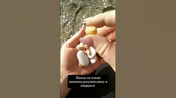 Что можно найти на пляже Черного моря.