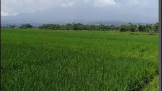 Kacapi Suling : istrumental Tumarima.... Ciptaan .. Mang Engkos...