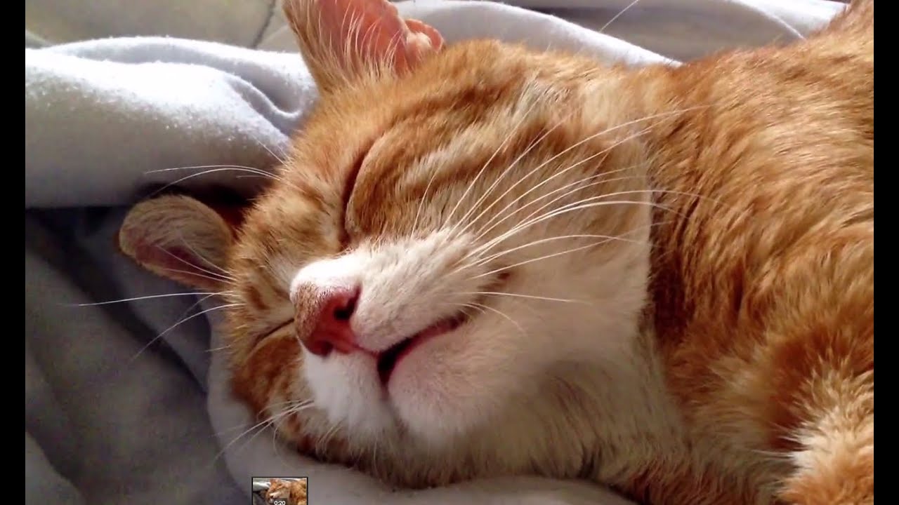 Why Is My Cat Snoring Argos Pet Insurance