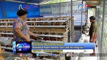 Budidaya Ayam Petelur dan Lele Terintegrasi