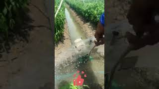 Transformer Running Along the Canal Self-Propelled Sprinkler Irrigator Waters Every Crop