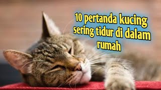 10 pertanda kucing sering tidur di dalam rumah menurut islam.