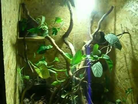 Madagaszkári nappali gekkó terrárium http://reptilemagazine ...