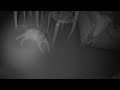 CAMMHD V8 4K Body Camera Record My Cat Real Video #cammhd #video #cat