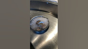 Shucking Clams/Opening Clams