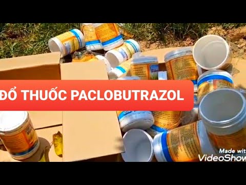 Video: Bạn sử dụng Paclobutrazol xoài như thế nào?