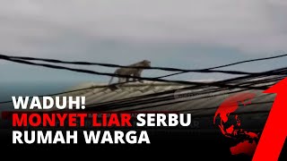 Monyet Liar Masuk Pemukiman Warga di Lembang Bandung | tvOne