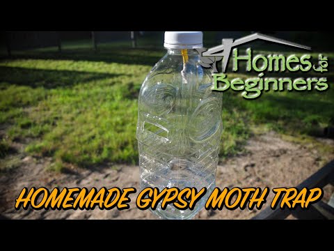 How to Make a Gypsy Moth Trap Using a Plastic Bottle