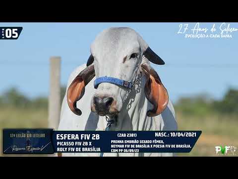 LOTE 05   ZAB 2381