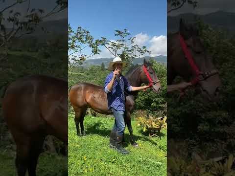 Video: Cómo cuidar a un conejo al que le han crecido demasiado los dientes