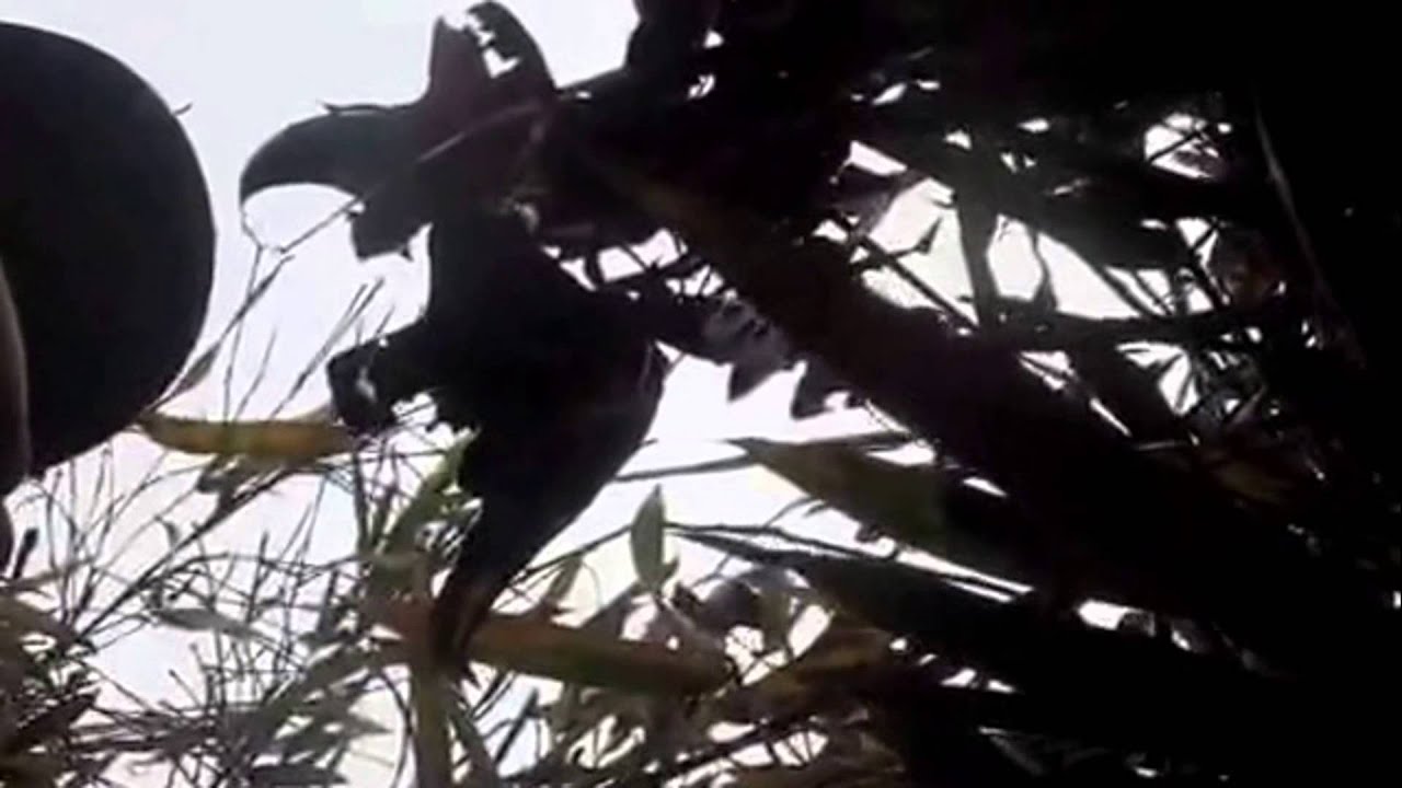 Arkansas Duck HuntingGadwall Limits! YouTube