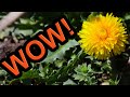 Before You Grow Food, Read This!! The Ecological Farm by Helen Atthowe DIY Fertilizer & Pest Control