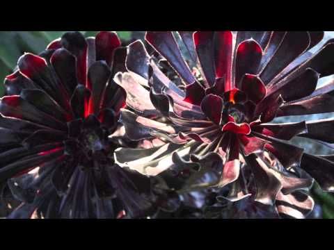 Video: What Is A Mardi Gras Aeonium – Lær om Aeonium 'Mardi Gras'-pleje
