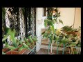 Parrots on my window sill