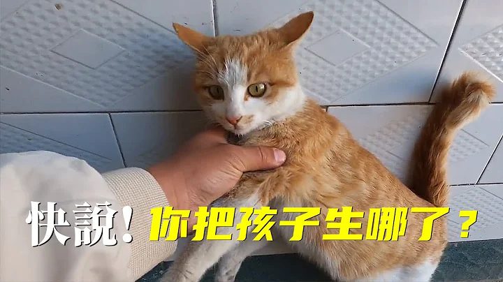 好心照顾怀孕流浪猫两个月，它却在别人家生了小猫！ - 天天要闻