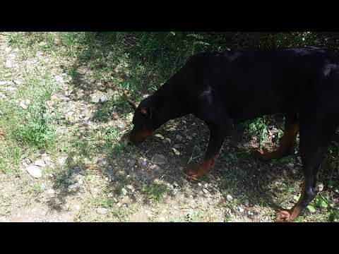 მაქსიტო ნადირობს