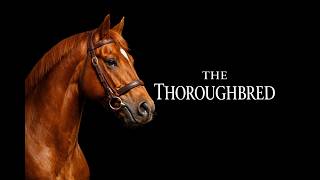 THE THOROUGHBRED HORSE | Racing Horse | Most Powerful and Fastest ever |