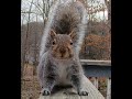 THE PLIGHT OF THE POCONO SQUIRREL: (Carmelo Flies) Jan 21 2021 National  Squirrel Appreciation Day.