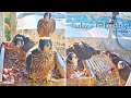 #97🦅🐥36°🐥36°🐥36°🐥34°／Ponte Malnome🇮🇹Peregrine Falcons Nest 2026／Sirius💗Alrisha／Birdcamit