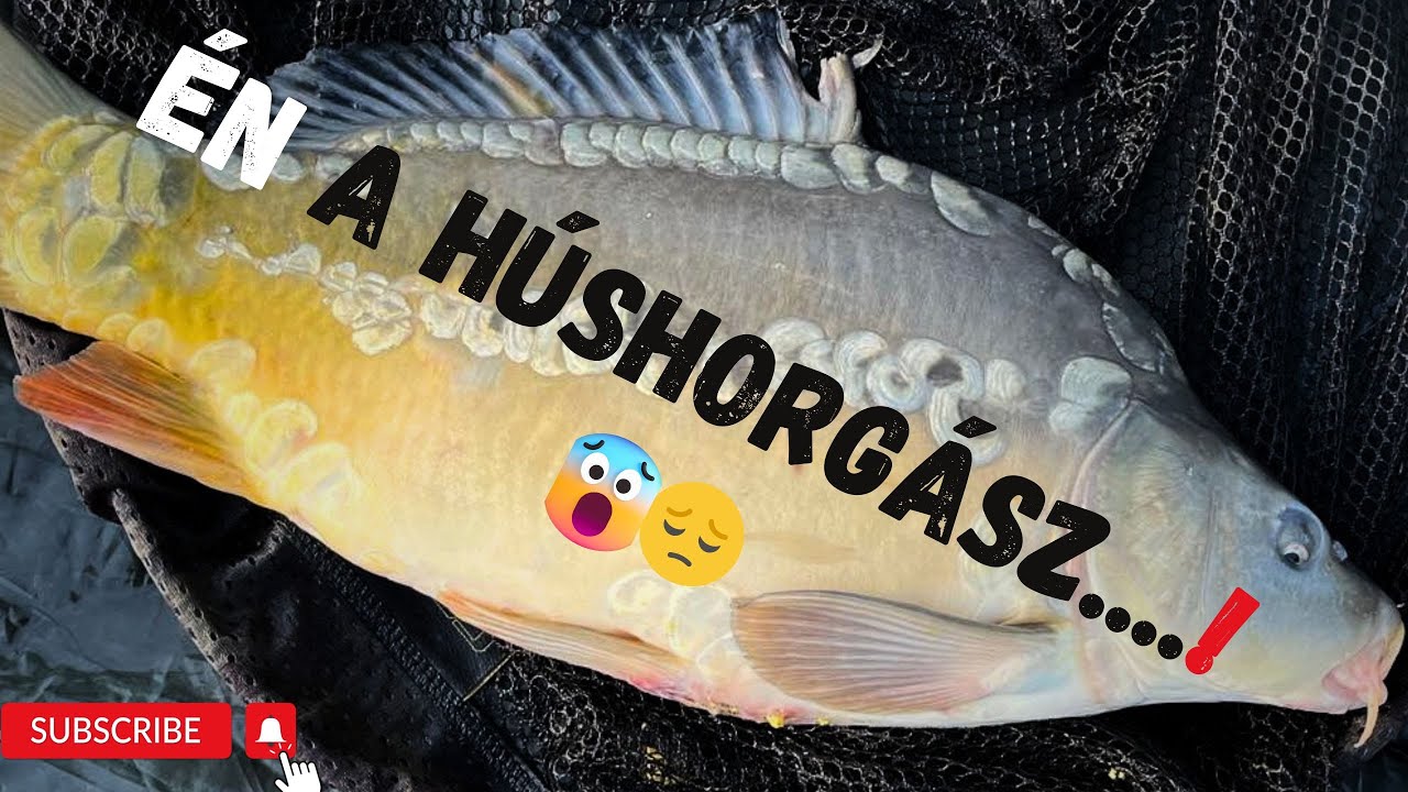 Tavaszi ponty horgászat. Eszik a ponty a csatornán!! #fishing # ...
