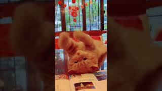 Download Lagu Pumpkinpun Juga Bisa \ MP3