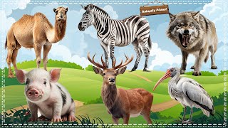 The Best Animal Sounds and Videos: Camel, Zebra, Pig, Wolf, Stork, Sika deer by Animals Planet 2,015 views 11 days ago 32 minutes