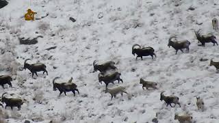 a big herd of Himalayan ibex in Hushe village karakuram mountain Pakistan
