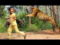 Tiger attack man in the forest  tiger attack in jungle royal bengal tiger attack