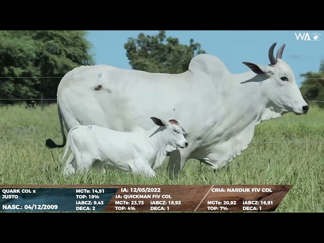 lote 09   col a9172 1080p