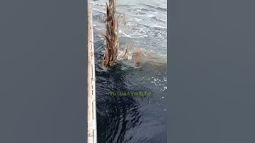 #shorts Nghề Lưới Mực Hàn Quốc.https://www.youtube.com/@VuLuanyoutube