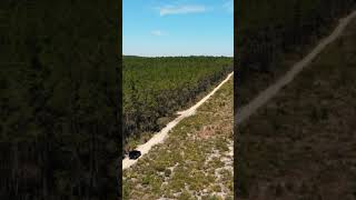 Ocala National Forest - one of Floridas last wild places.