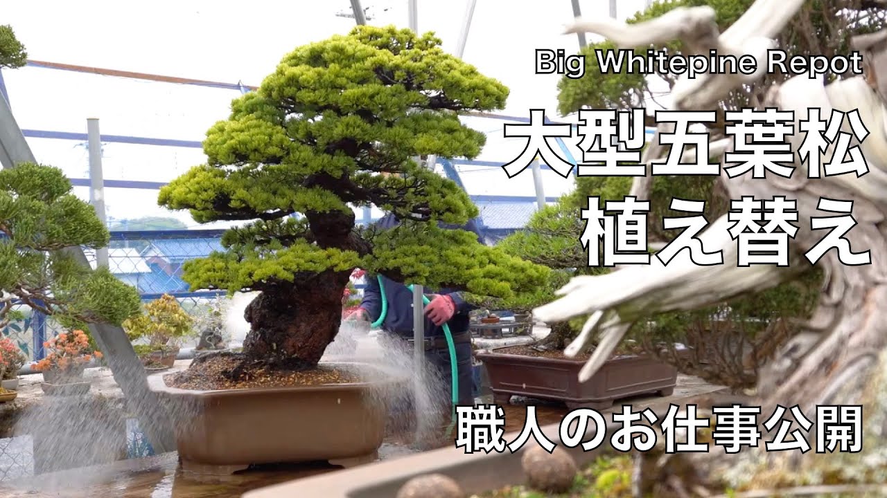 大型作業 那須五葉松盆栽の植え替え Youtube