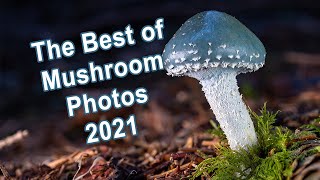 Mushroom Photography - Best of Mushrooms 2021 | Fungi