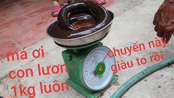 Đụng độ lươn khủng sống lâu năm. Cuối cùng củng bắt được nó | Săn bắt SÓC TRĂNG |