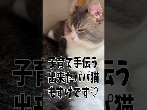 イクメンパパを目指している猫がこちらです…Daddy cat helping with childcare#Shorts