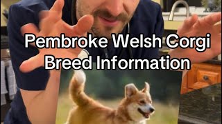Pembroke Welsh Corgi Breed Information