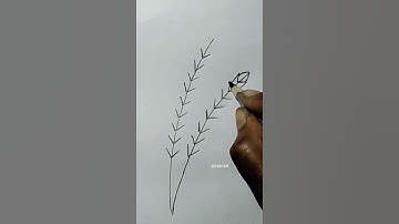 how to draw wheat🌾#easy #viral #youtubeshorts