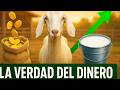 Criar Cabras  Costos, Ganancias y Errores Que Te Arruinan