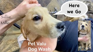 Millie the Golden Puppy goes to the Pet Valu Dog Wash - Oh Boy!!!
