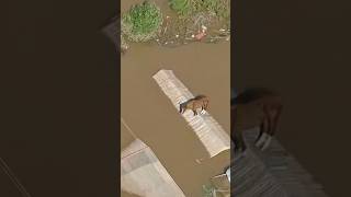 Horse stranded, eventually rescued amid Brazil floods