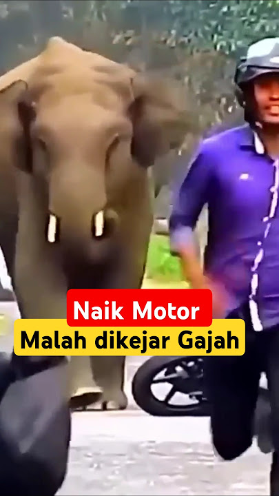 Langsung kabur ketika naik motor malah dihadang dan dikejar Gajah. #shorts #funnyvideo #animals