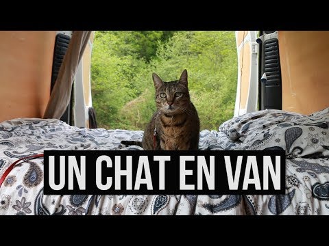 ROADTRIP AVEC SON CHAT