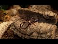 America's Largest Arachnid Exhibit Comes to River Legacy Nature Center